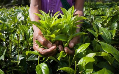 National Health Center Week – Tuesday 8/9 – Agricultural Worker Health Center Day