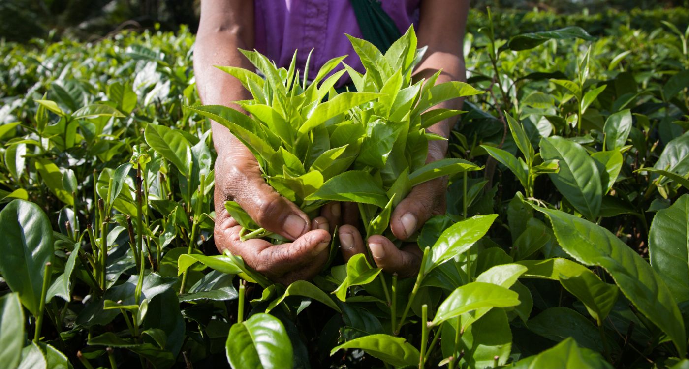 National Health Center Week – Tuesday 8/9 – Agricultural Worker Health Center Day